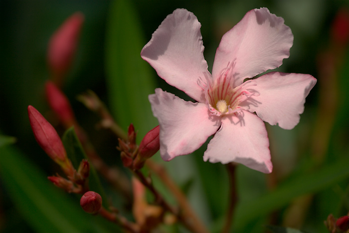 Flower Power #01