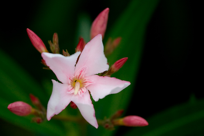 Flower Power #02