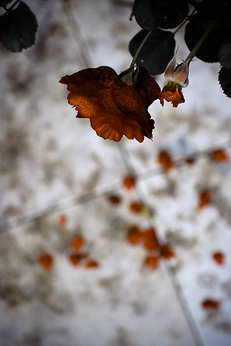 Fin de la rose