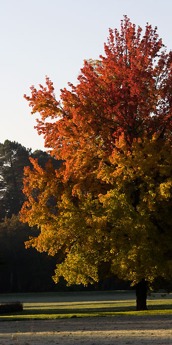 Eté indien médocain / Medoc's Indian Summer #03