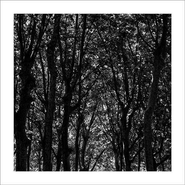 Forêt #01