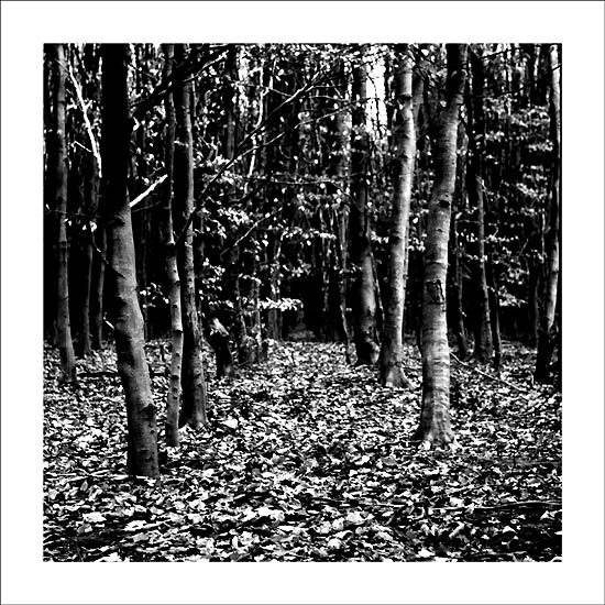 Forêt #02
