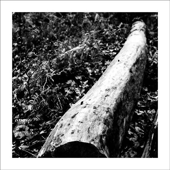 Forêt #03
