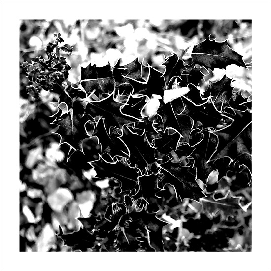Forêt #04
