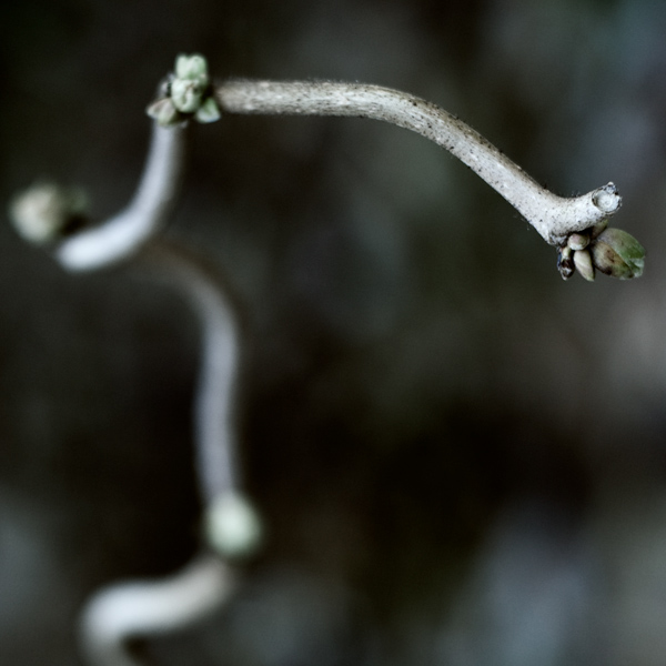 Jardin hivernal