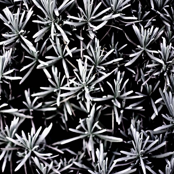 Jardin hivernal #02
