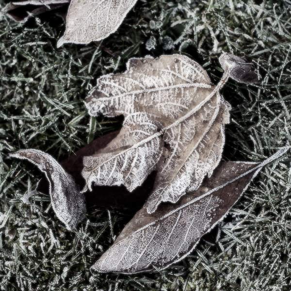 Jardin hivernal #03
