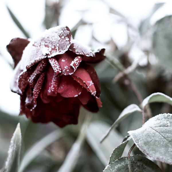 Jardin hivernal #04