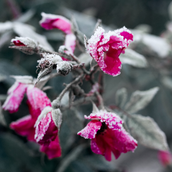 Jardin hivernal #05