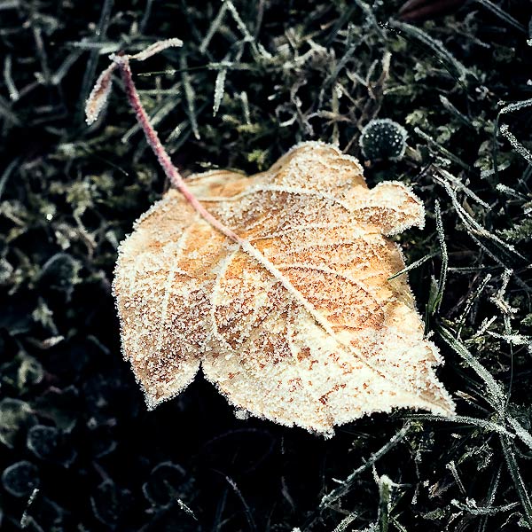 Jardin hivernal #07
