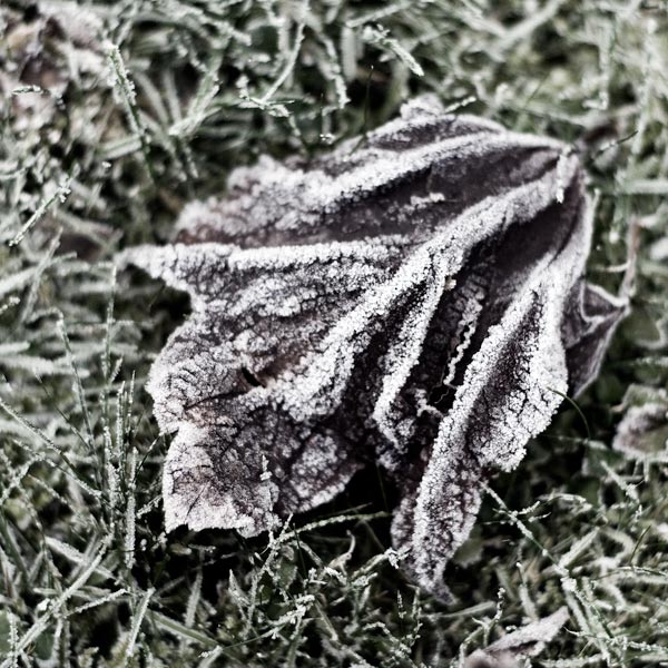 Jardin hivernal #08