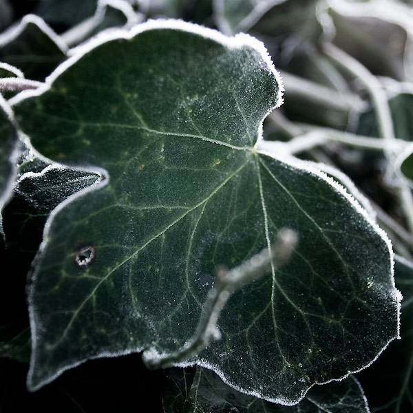 Jardin hivernal #10