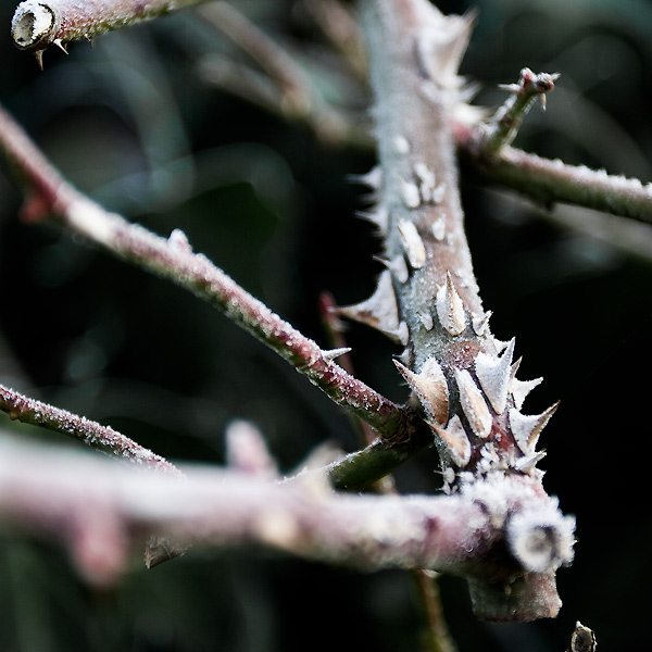 Jardin hivernal #11