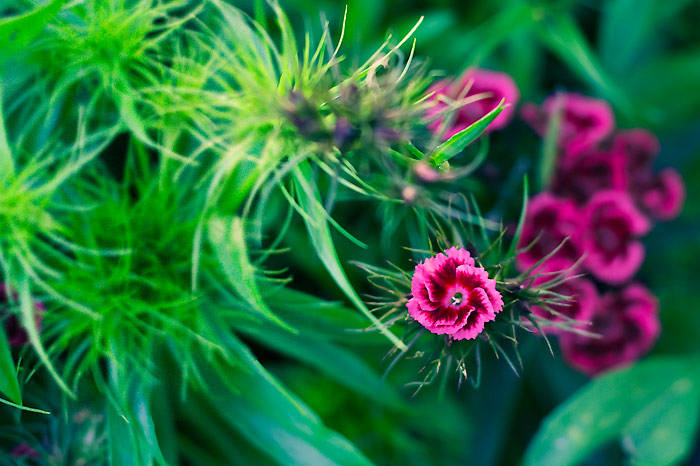 Flower Power #04
