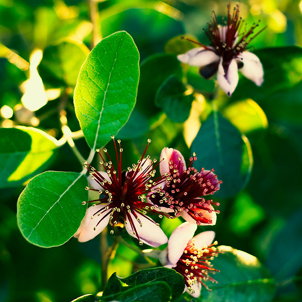 Flower Power #05