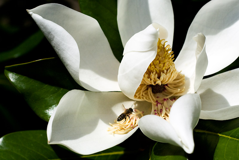 Tulipier