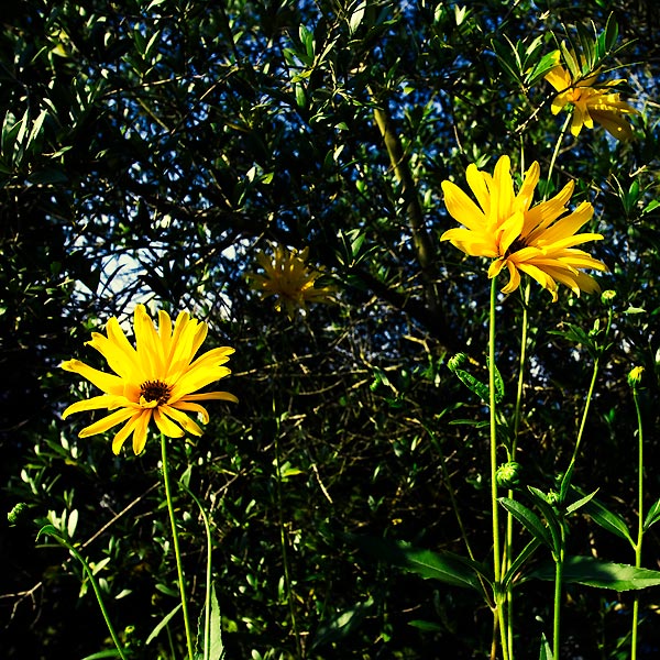 Sun Flower