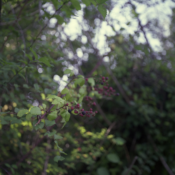 Mûres #03