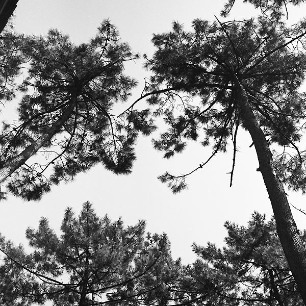 Forêt #05