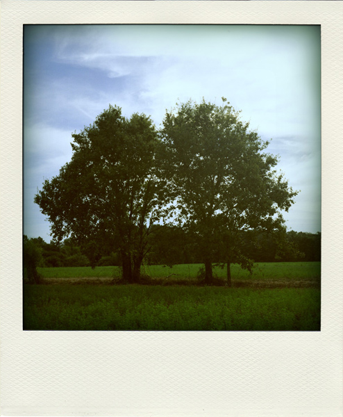 Poumons en Polaroid